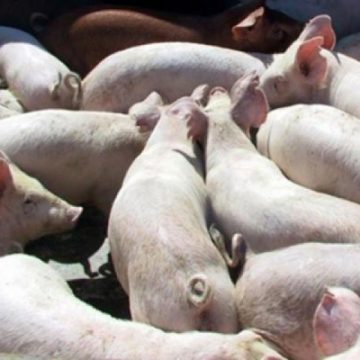 DSVSA MARAMUREȘ: Măsuri pentru prevenirea răspândirii pestei porcine africane DSVSA MARAMUREȘ: Măsuri pentru prevenirea răspândirii pestei porcine africane