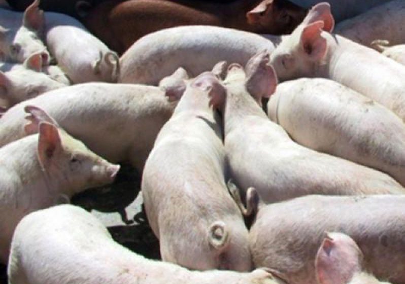 DSVSA MARAMUREȘ: Măsuri pentru prevenirea răspândirii pestei porcine africane