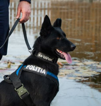 AȘA CÂINE SĂ TOT AI! Bani furați recuperați cu ajutorul unui câine polițist