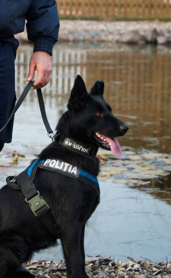 AȘA CÂINE SĂ TOT AI! Bani furați recuperați cu ajutorul unui câine polițist AȘA CÂINE SĂ TOT AI! Bani furați recuperați cu ajutorul unui câine polițist