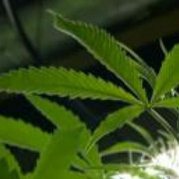LEGE NECLARĂ: Cannabisul medicinal, un tratament legal, de negăsit în farmacii LEGE NECLARĂ: Cannabisul medicinal, un tratament legal, de negăsit în farmacii