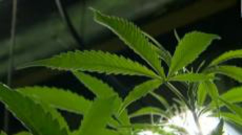 LEGE NECLARĂ: Cannabisul medicinal, un tratament legal, de negăsit în farmacii LEGE NECLARĂ: Cannabisul medicinal, un tratament legal, de negăsit în farmacii