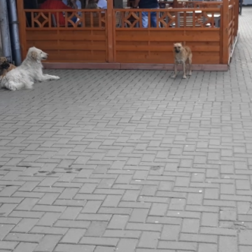 SESIZĂRI DE LA CETĂȚENI : Au reapărut haitele de câini fără stăpân pe străzile din Sighetu Marmației