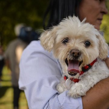PROIECT: Câinii fără pedigree nu mai pot fi vânduţi în magazine de tip pet-shop. Amenzile pot ajunge până la 5.000 de lei PROIECT: Câinii fără pedigree nu mai pot fi vânduţi în magazine de tip pet-shop. Amenzile pot ajunge până la 5.000 de lei