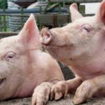 ÎN ALERTĂ: Măsuri specifice pentru prevenirea răspândirii virusului pestei porcine africane în Maramureș ÎN ALERTĂ: Măsuri specifice pentru prevenirea răspândirii virusului pestei porcine africane în Maramureș