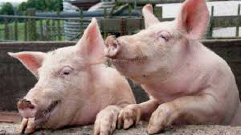 ÎN ALERTĂ: Măsuri specifice pentru prevenirea răspândirii virusului pestei porcine africane în Maramureș ÎN ALERTĂ: Măsuri specifice pentru prevenirea răspândirii virusului pestei porcine africane în Maramureș