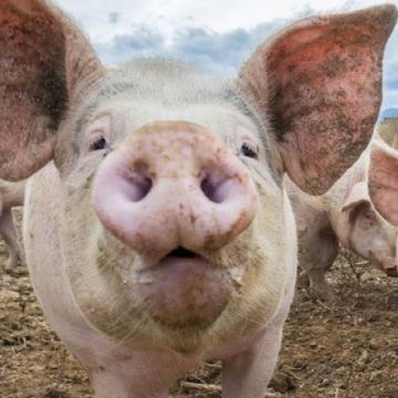 ANSVSA: De la începutul anului au fost confirmate 440 de focare de pestă porcină ANSVSA: De la începutul anului au fost confirmate 440 de focare de pestă porcină