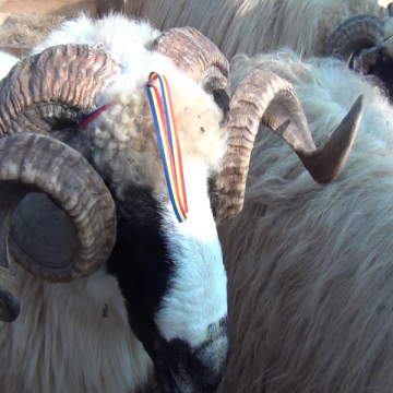 BERBECI LA EXPOZIȚIE: Ovine din rasa țurcană albă, oacheșă, brează și bucălaie au fost vedetele celei de-a doua ediții a Târgului expozițional de berbeci