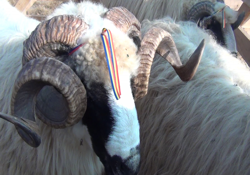 BERBECI LA EXPOZIȚIE: Ovine din rasa țurcană albă, oacheșă, brează și bucălaie au fost vedetele celei de-a doua ediții a Târgului expozițional de berbeci