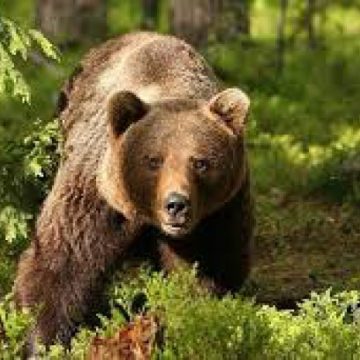 DE LUAT AMINTE: Sfaturi de la jandarmii montani pentru a evita atacurile urșilor DE LUAT AMINTE: Sfaturi de la jandarmii montani pentru a evita atacurile urșilor