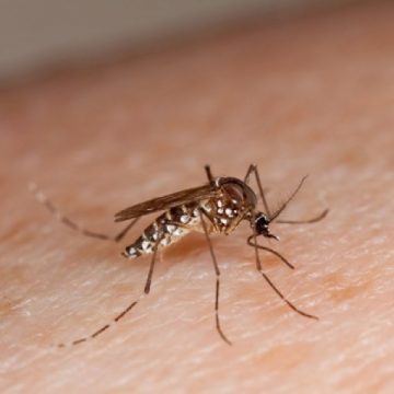 ATENȚIE LA ȚÂNȚARI! Recomandările DSP pentru prevenirea infecției cu virusul West Nile. Un prim deces s-a înregistrat în țară ATENȚIE LA ȚÂNȚARI! Recomandările DSP pentru prevenirea infecției cu virusul West Nile. Un prim deces s-a înregistrat în țară
