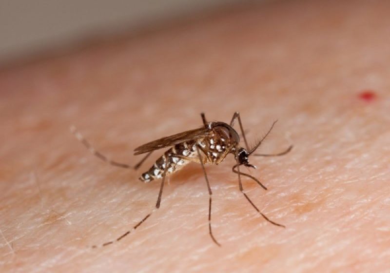 ATENȚIE LA ȚÂNȚARI! Recomandările DSP pentru prevenirea infecției cu virusul West Nile. Un prim deces s-a înregistrat în țară