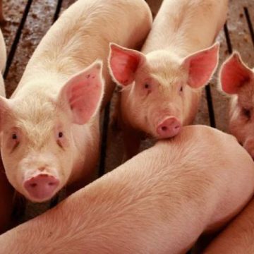 PLAN DE ACȚIUNI: Măsuri pentru prevenirea apariției pestei porcine africane în Maramureș PLAN DE ACȚIUNI: Măsuri pentru prevenirea apariției pestei porcine africane în Maramureș