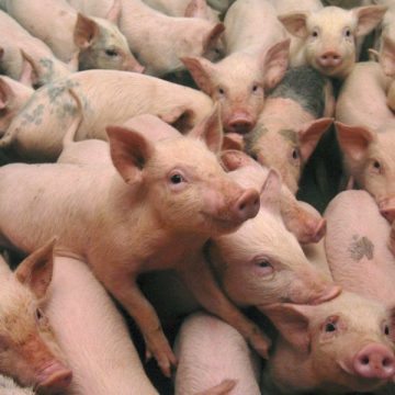 S-A CONFIRMAT: Pestă porcină la cea mai mare fermă din România și a doua din Europa