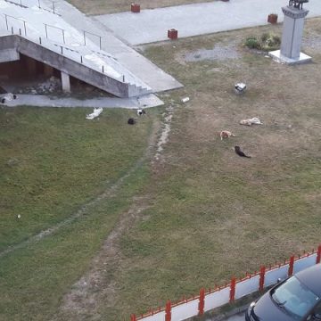 CINE REZOLVĂ PROBLEMA? Prin Sighet hălăduiesc haite de câini comunitari, fiindcă adăpostul destinat acestora e plin CINE REZOLVĂ PROBLEMA? Prin Sighet hălăduiesc haite de câini comunitari, fiindcă adăpostul destinat acestora e plin