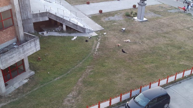 CINE REZOLVĂ PROBLEMA? Prin Sighet hălăduiesc haite de câini comunitari, fiindcă adăpostul destinat acestora e plin CINE REZOLVĂ PROBLEMA? Prin Sighet hălăduiesc haite de câini comunitari, fiindcă adăpostul destinat acestora e plin