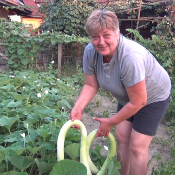 REPORTAJUL ZILEI: Cum e să te apuci să cultivi dovlecei și să-ți răsară dovleci de mărimea XXL REPORTAJUL ZILEI: Cum e să te apuci să cultivi dovlecei și să-ți răsară dovleci de mărimea XXL