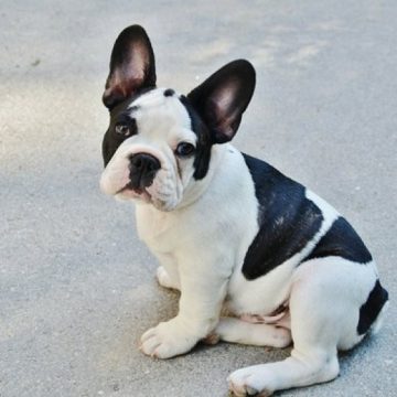 INEDIT: Se deschide o cafenea dedicată iubitorilor de căţei din rasa French Bulldog INEDIT: Se deschide o cafenea dedicată iubitorilor de căţei din rasa French Bulldog
