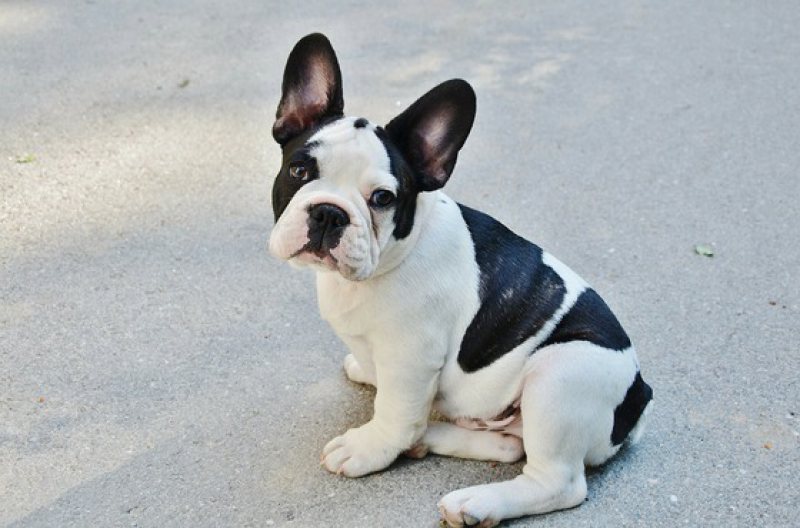 INEDIT: Se deschide o cafenea dedicată iubitorilor de căţei din rasa French Bulldog INEDIT: Se deschide o cafenea dedicată iubitorilor de căţei din rasa French Bulldog