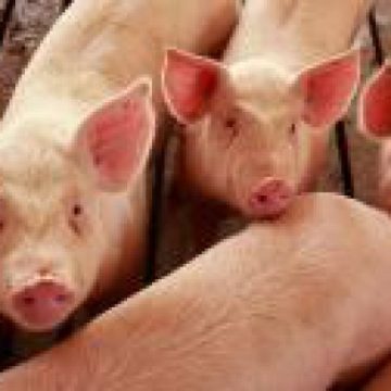 ÎNGRIJORĂTOR: Pesta porcină avansează cu aproape 20 de km pe săptămână