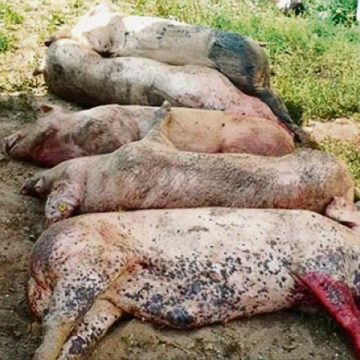 ALERTĂ: Pestă porcină semnalată în peste 14 localităţi din nord-vestul României ALERTĂ: Pestă porcină semnalată în peste 14 localităţi din nord-vestul României