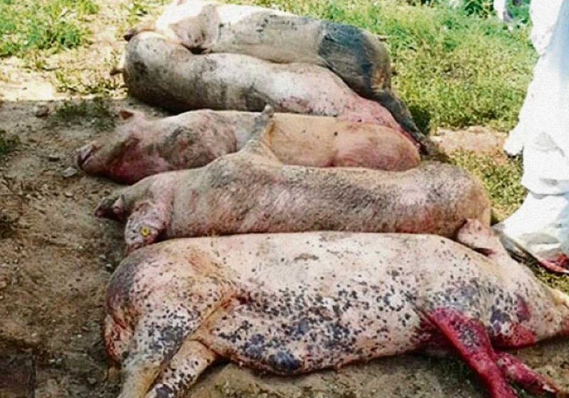 ALERTĂ: Pestă porcină semnalată în peste 14 localităţi din nord-vestul României ALERTĂ: Pestă porcină semnalată în peste 14 localităţi din nord-vestul României