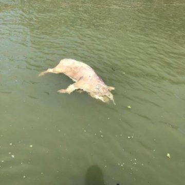 IMAGINI REVOLTĂTOARE: Cadavre de porci plutesc pe Dunăre. Autorităţile avertizează: leşurile din apă sunt periculoase IMAGINI REVOLTĂTOARE: Cadavre de porci plutesc pe Dunăre. Autorităţile avertizează: leşurile din apă sunt periculoase