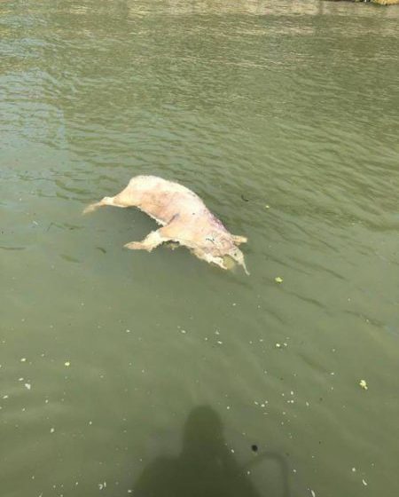 IMAGINI REVOLTĂTOARE: Cadavre de porci plutesc pe Dunăre. Autorităţile avertizează: leşurile din apă sunt periculoase