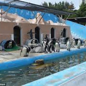 DEPRIMANT: Un delfin şi mai mulţi pinguini, găsiţi într-o stare jalnică într-un acvariu părăsit din Japonia DEPRIMANT: Un delfin şi mai mulţi pinguini, găsiţi într-o stare jalnică într-un acvariu părăsit din Japonia
