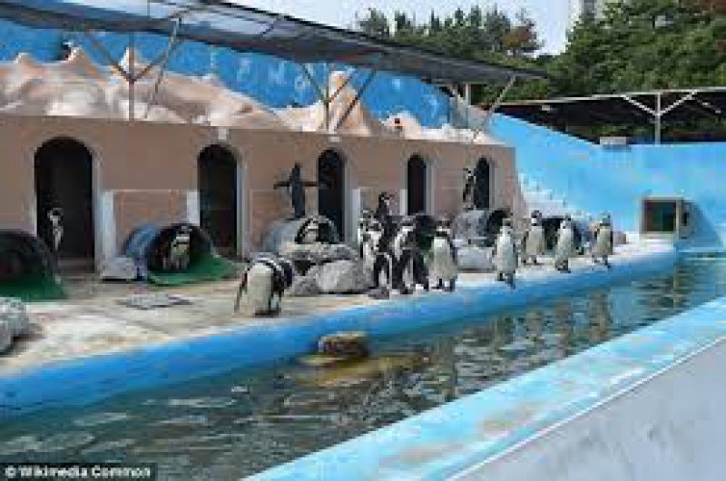 DEPRIMANT: Un delfin şi mai mulţi pinguini, găsiţi într-o stare jalnică într-un acvariu părăsit din Japonia DEPRIMANT: Un delfin şi mai mulţi pinguini, găsiţi într-o stare jalnică într-un acvariu părăsit din Japonia