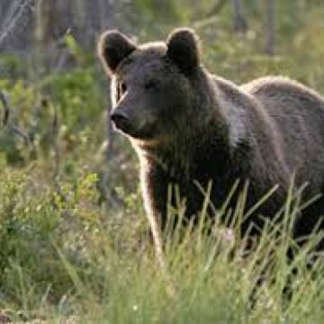 URS PE AUTOSTRADĂ: A fost ucis de un vehicul. Autorităţile nu ştiu pe unde a pătruns în zonă animalul