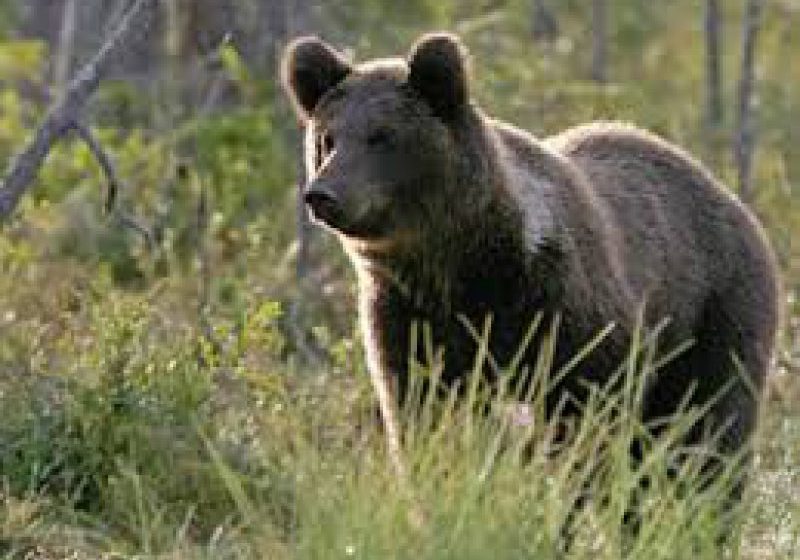 VIDEO | Sfaturile jandarmilor montani în caz că vă întâlniți cu ursul