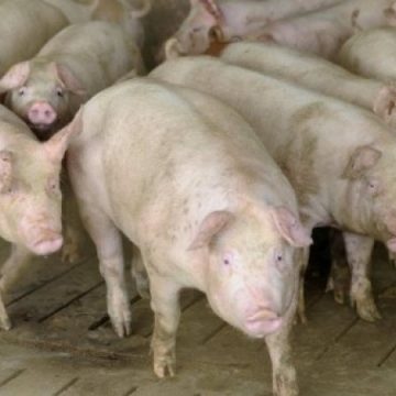 ANSVSA CONFIRMĂ: Un nou focar de pestă porcină