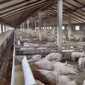 BINE DE ȘTIUT: Ce PAŞI trebuie să urmeze cei care doresc să primească despăgubiri pentru daunele provocate de pesta porcină BINE DE ȘTIUT: Ce PAŞI trebuie să urmeze cei care doresc să primească despăgubiri pentru daunele provocate de pesta porcină