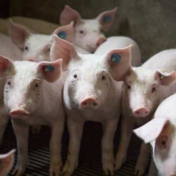 COMISIA EUROPEANĂ: România nu a solicitat UE niciun ajutor suplimentar în cazul pestei porcine COMISIA EUROPEANĂ: România nu a solicitat UE niciun ajutor suplimentar în cazul pestei porcine