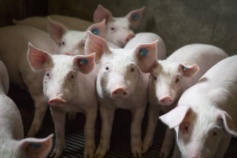 COMISIA EUROPEANĂ: România nu a solicitat UE niciun ajutor suplimentar în cazul pestei porcine COMISIA EUROPEANĂ: România nu a solicitat UE niciun ajutor suplimentar în cazul pestei porcine