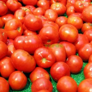 BANI DE ROȘII: Maramureșenii au primit 66.000 de euro în programul tomatelor BANI DE ROȘII: Maramureșenii au primit 66.000 de euro în programul tomatelor