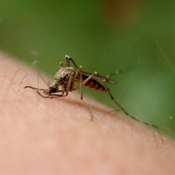 CONTRA WEST NILE: Se face dezinsecție în tot orașul CONTRA WEST NILE: Se face dezinsecție în tot orașul