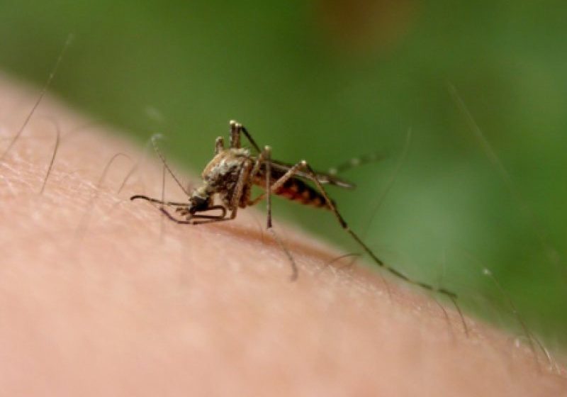 CONTRA WEST NILE: Se face dezinsecție în tot orașul CONTRA WEST NILE: Se face dezinsecție în tot orașul