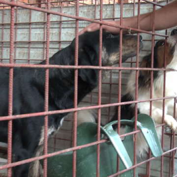 TÂRG DE ADOPȚII: Sighetenii sunt invitați să ia câini acasă TÂRG DE ADOPȚII: Sighetenii sunt invitați să ia câini acasă