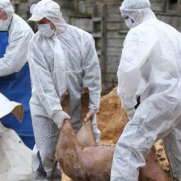 ORDONANȚĂ DE URGENȚĂ: Guvernul anunţă compensaţii lunare pentru angajaţii concediaţi din cauza pestei porcine ORDONANȚĂ DE URGENȚĂ: Guvernul anunţă compensaţii lunare pentru angajaţii concediaţi din cauza pestei porcine