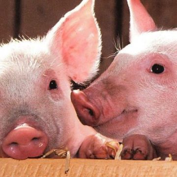APIA primeşte până la sfârșitul lunii cereri iniţiale anuale de solicitare a ajutorului de stat în sectorul creşterii animalelor APIA primeşte până la sfârșitul lunii cereri iniţiale anuale de solicitare a ajutorului de stat în sectorul creşterii animalelor