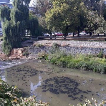 DE LA CITITORI: Săsar cu pete mari și negre, uleioase