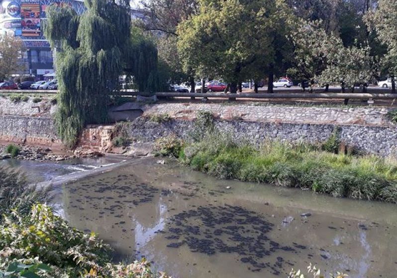 DE LA CITITORI: Săsar cu pete mari și negre, uleioase DE LA CITITORI: Săsar cu pete mari și negre, uleioase
