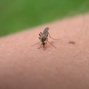 DEMERSURI: Se cer măsuri de dezinsecție pentru protejarea de virusul West Nile DEMERSURI: Se cer măsuri de dezinsecție pentru protejarea de virusul West Nile