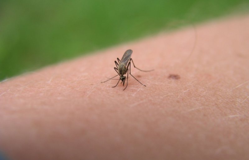 DEMERSURI: Se cer măsuri de dezinsecție pentru protejarea de virusul West Nile DEMERSURI: Se cer măsuri de dezinsecție pentru protejarea de virusul West Nile