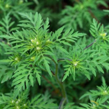 PLANTĂ DE ERADICAT: Se iau măsuri pentru combaterea ambroziei, o buruiană care dă mari bătăi de cap