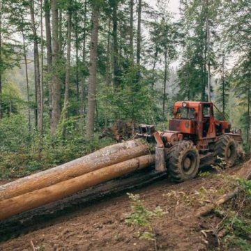 TRIST, DAR ADEVĂRAT: Maramureșul, în top la tăierile ilegale din păduri