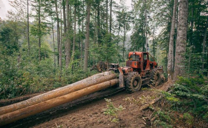 TRIST, DAR ADEVĂRAT: Maramureșul, în top la tăierile ilegale din păduri TRIST, DAR ADEVĂRAT: Maramureșul, în top la tăierile ilegale din păduri
