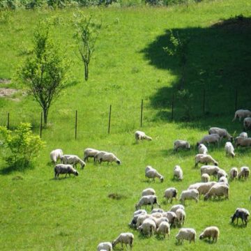 LEGEA MUNTELUI: 44 de localităţi din Maramureş pot beneficia de compensaţii prin această lege LEGEA MUNTELUI: 44 de localităţi din Maramureş pot beneficia de compensaţii prin această lege